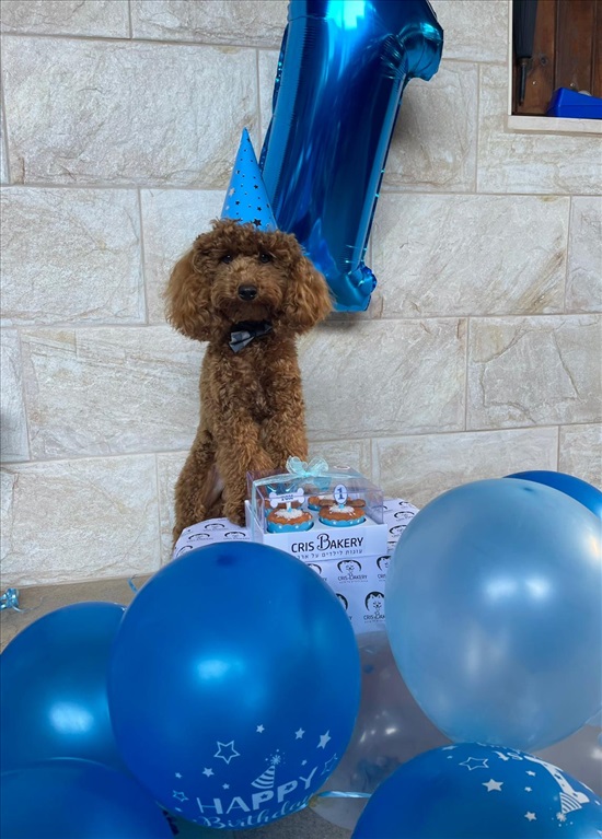 תמונה 3 ,כלבים פודל טוי   טום לשידוך בחיפה וקריות