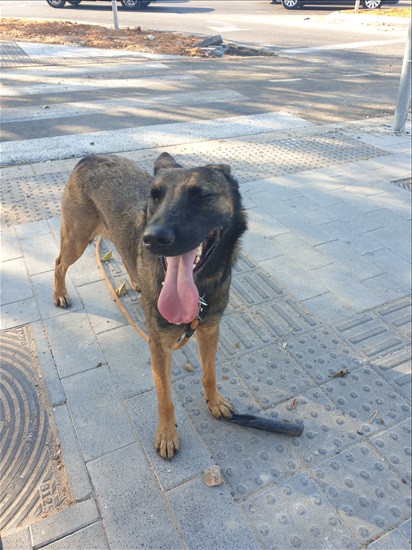 תמונה 4 ,כלבים רועה בלגי   אלפא לאימוץ בחולון