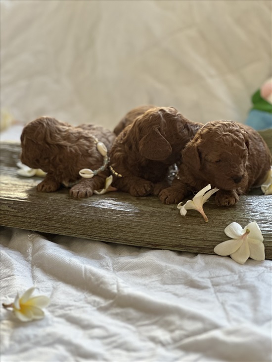 תמונה 2 ,כלבים פודל טוי   TOY  למכירה בעפולה
