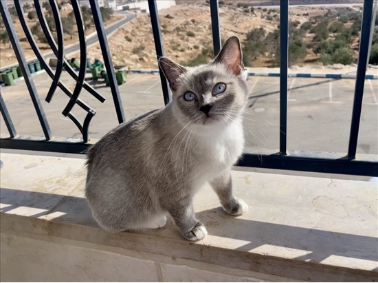 תמונה 1 ,חתולים סיאמי   סוסו למכירה באום בטין