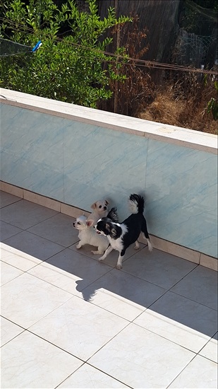 תמונה 1 ,כלבים צ`יוואווה   3 גורי ציוואווה ננסי  למכירה בכפר סבא