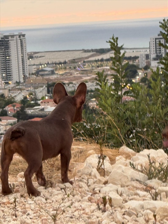 תמונה 9 ,כלבים בולדוג צרפתי   לסטי למכירה בחיפה