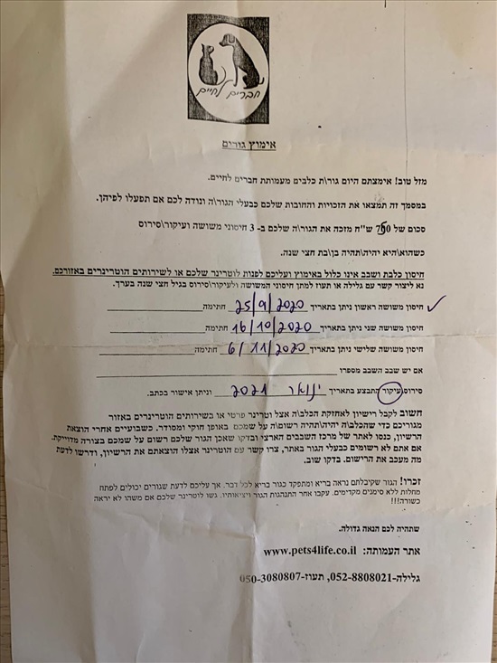 תמונה 3 ,כלבים כנעני   אלזה לאימוץ בסביון