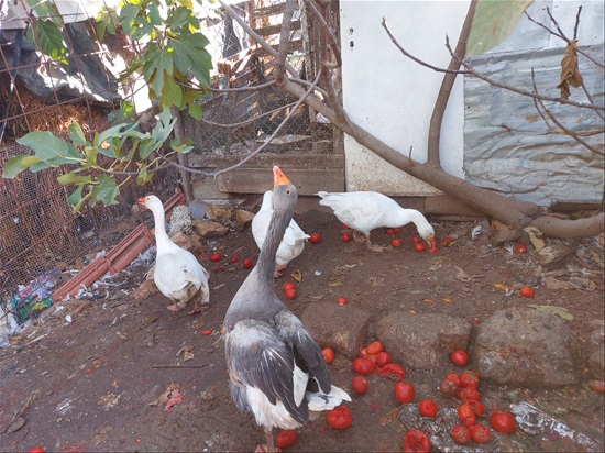 תמונה 2 ,חיות משק אווזים   זוג אווזים למכירה בבת עין