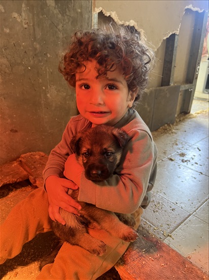 תמונה 1 ,כלבים רועה גרמני   רועה כרמני למכירה בדאלית 