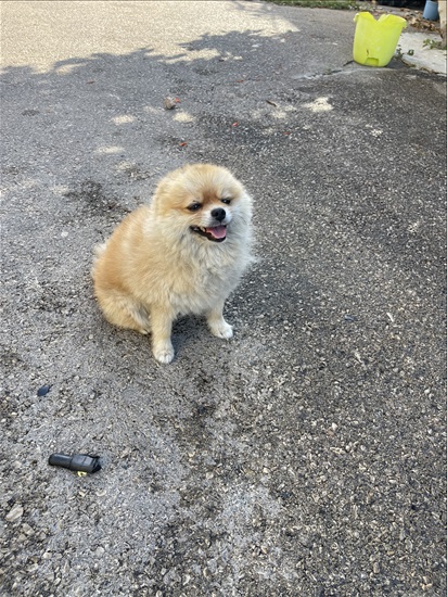 תמונה 2 ,כלבים פומרניאן   שאניל  למכירה באבו סנאן