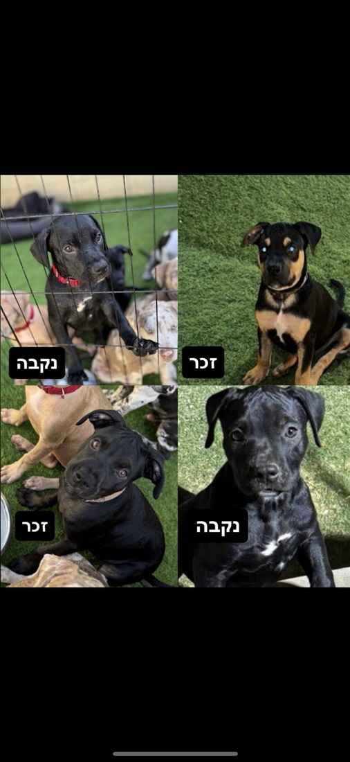 תמונה 1 ,כלבים אחר   חסוי למכירה בבת ים