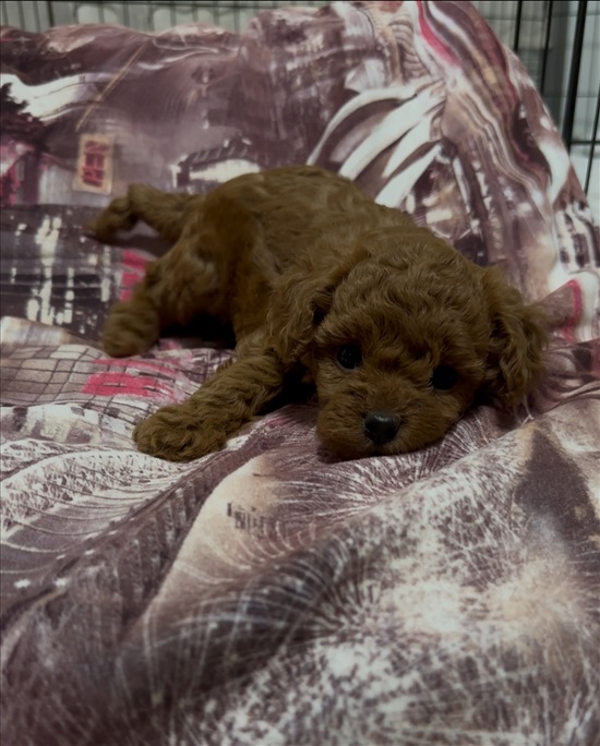 תמונה 2 ,כלבים פודל טוי   פודל טוי למכירה בשפרעם