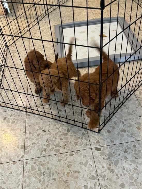 תמונה 2 ,כלבים פודל   גורי פודל בינוני למכירה בתל אביב