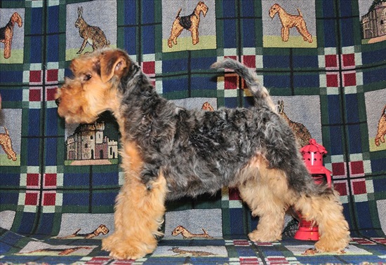 תמונה 3 ,כלבים אחר   אנטולי  למכירה באשדוד