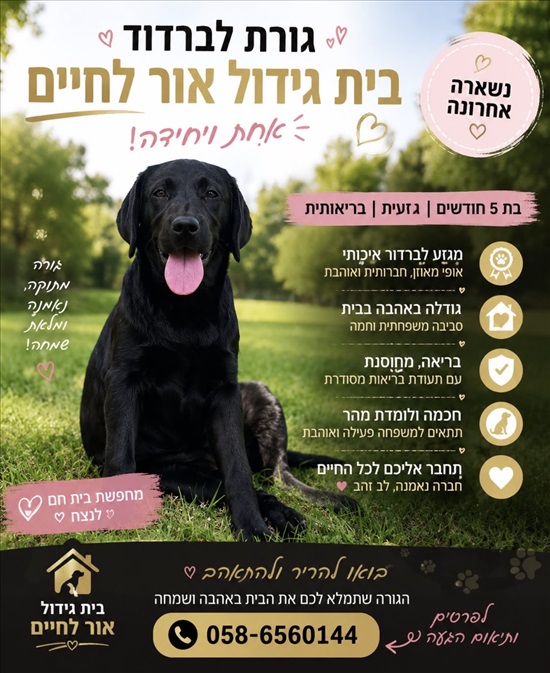 תמונה 1 ,כלבים לברדור רטריבר   לברדור ריטבר למכירה ביסוד המעלה