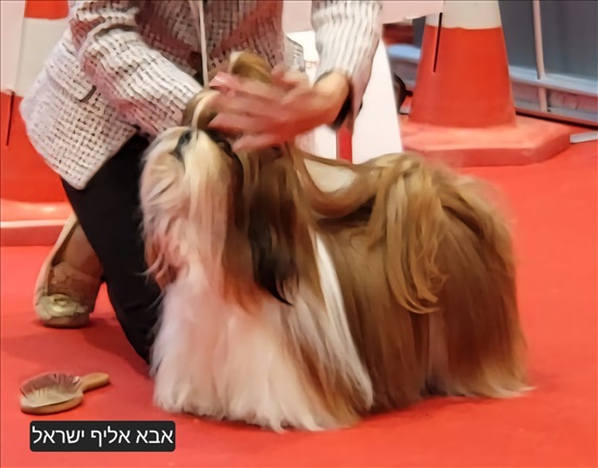 תמונה 7 ,כלבים שיצו   מוקה למכירה באשקלון