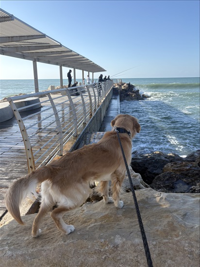 תמונה 4 ,כלבים גולדן רטריבר   גיזמו לשידוך בנהריה