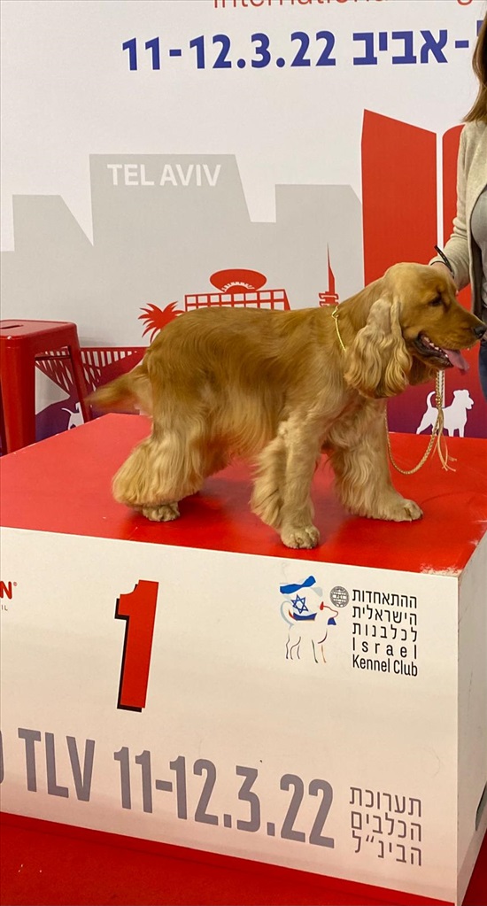 תמונה 4 ,כלבים קוקר ספנייל   טראפ למכירה בנס עמים