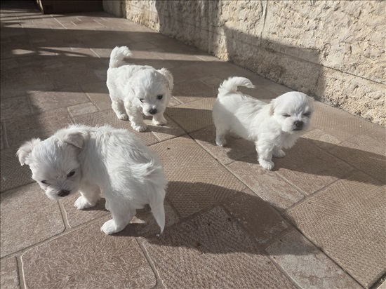 תמונה 3 ,כלבים מלטז   גור למכירה באשתאול