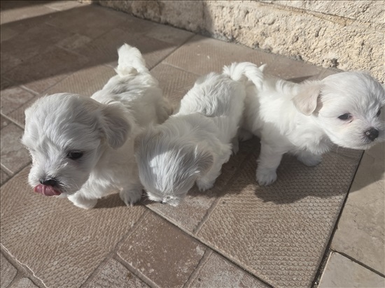 תמונה 8 ,כלבים מלטז   גור למכירה באשתאול