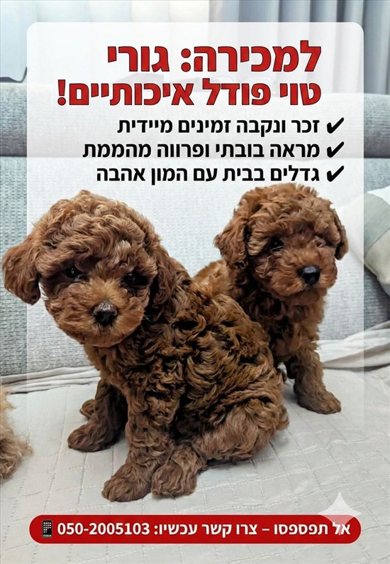 תמונה 3 ,כלבים פודל טוי   פודל טוי למכירה בחדרה