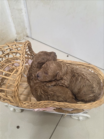 תמונה 2 ,כלבים פודל   פודל טוי למכירה בחולון
