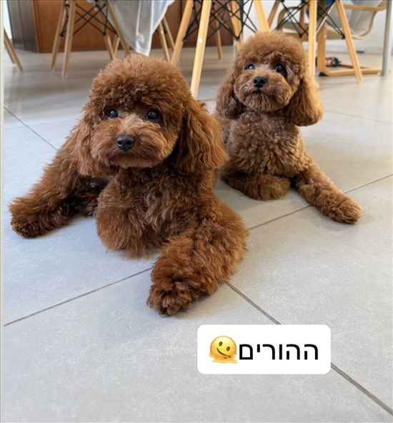 תמונה 4 ,כלבים פודל טוי   פודל טוי למכירה בדאלית אל כרמל