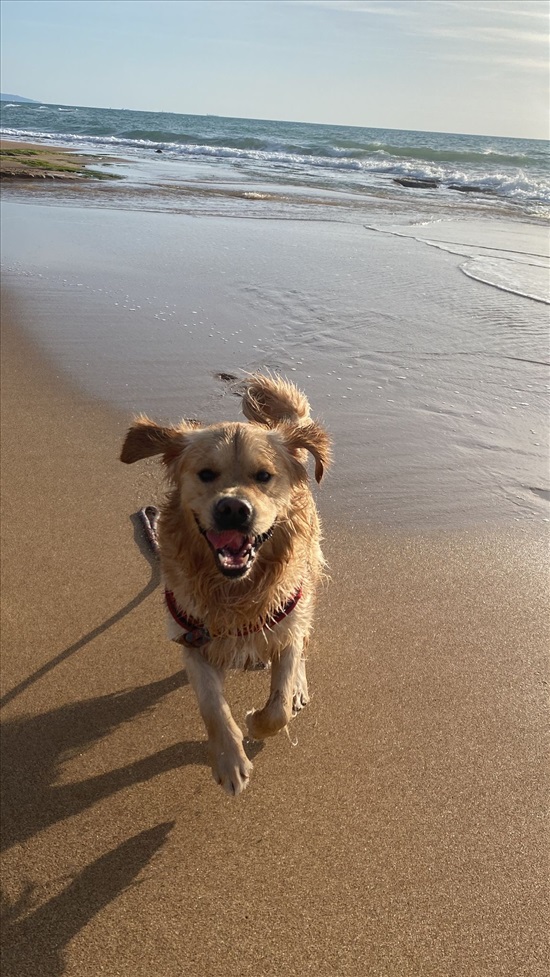 תמונה 4 ,כלבים גולדן רטריבר   דיוק לשידוך בנווה זיו