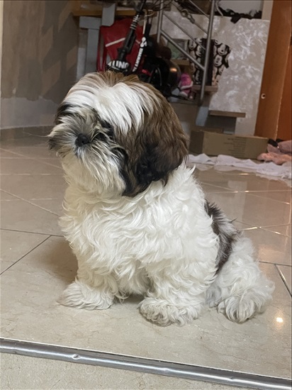 תמונה 5 ,כלבים שיצו   שיצו למכירה ברחובות