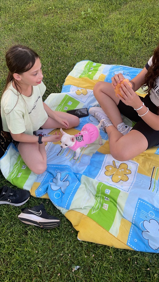 תמונה 7 ,כלבים צ`יוואווה   שנאל  למכירה בנהריה