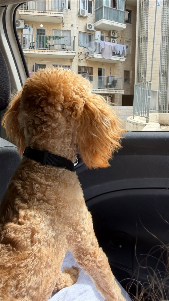 תמונה 4 ,כלבים פודל טוי   טדי למכירה בירושלים
