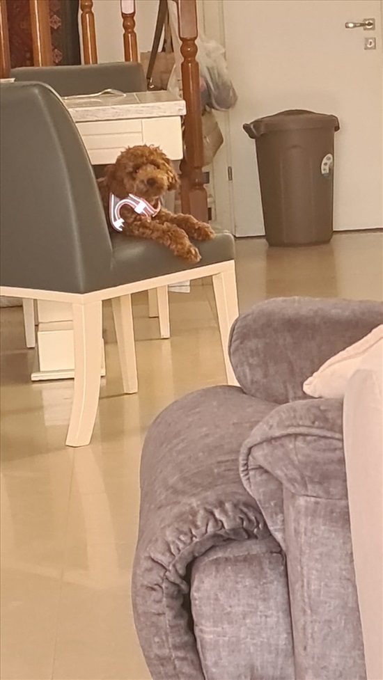 תמונה 2 ,כלבים פודל   פודל ננסי למכירה בבאר שבע