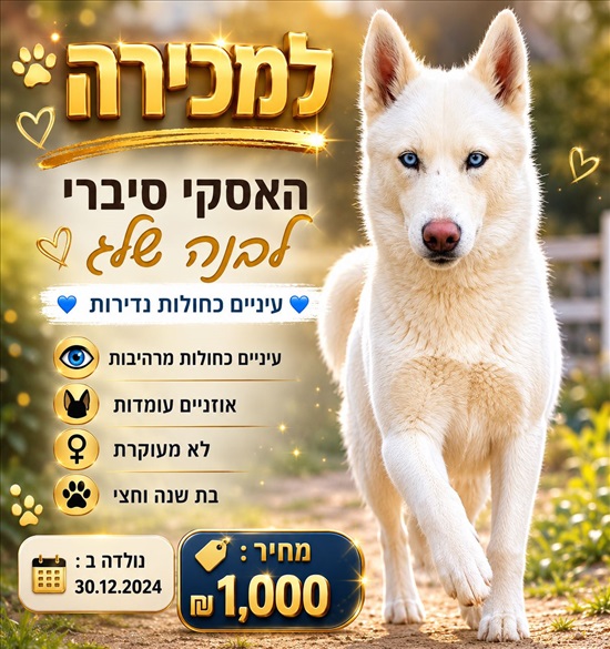 תמונה 1 ,כלבים האסקי סיבירי   גור  למכירה בבת ים