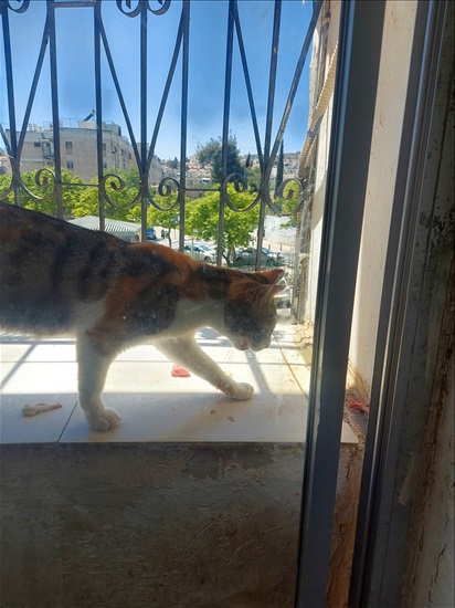 תמונה 2 ,חתולים מעורב   קיקי למסירה בירושלים