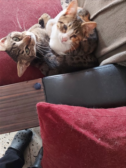 תמונה 7 ,חתולים מעורב   קיקי למסירה בירושלים