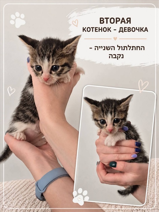 תמונה 2 ,חתולים אחר   חתולים לאימוץ בתל אביב