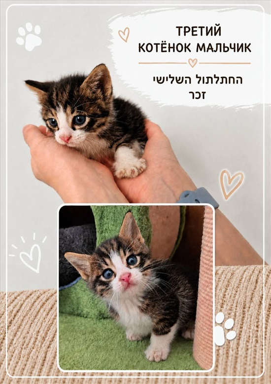 תמונה 3 ,חתולים אחר   חתולים לאימוץ בתל אביב