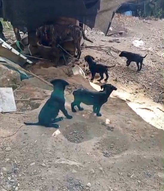 תמונה 1 ,כלבים רועה הולנדי   רועה הולנדי למכירה במטע