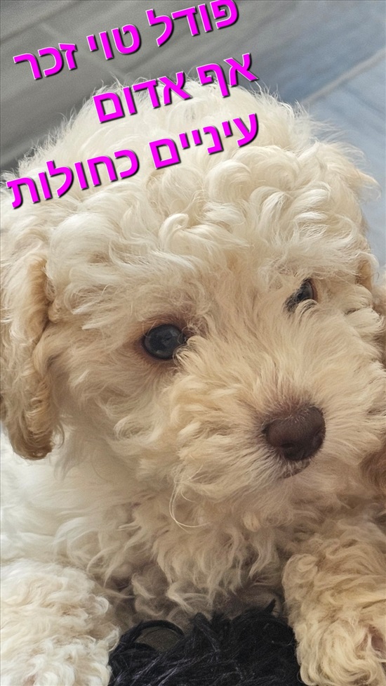 תמונה 8 ,כלבים פודל טוי   פודל למכירה בקרית אתא
