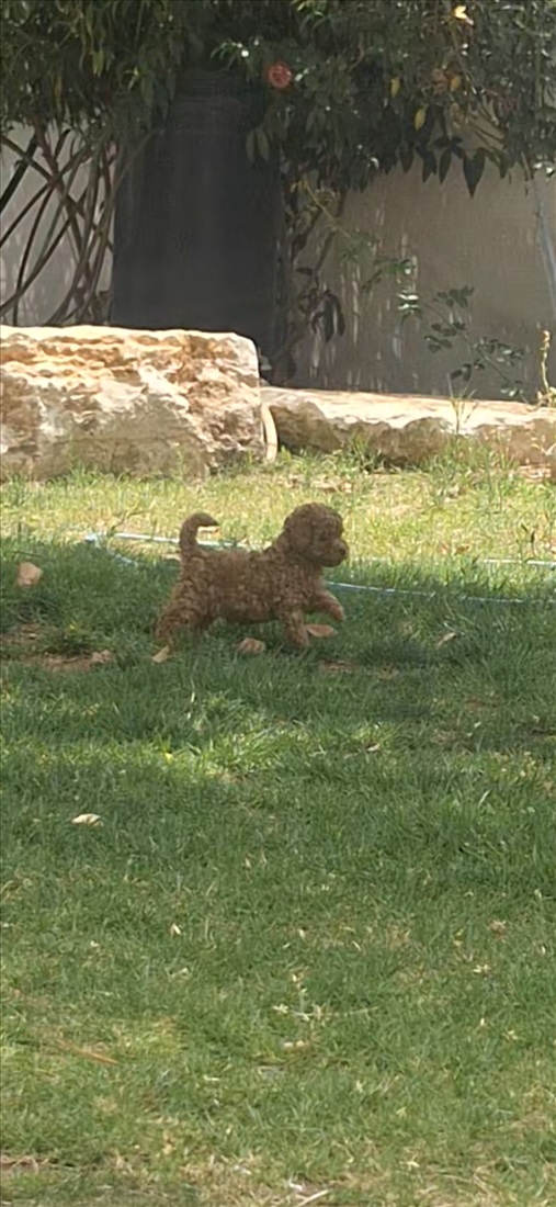 תמונה 3 ,כלבים פודל טוי   טוי למכירה במזכרת בתיה