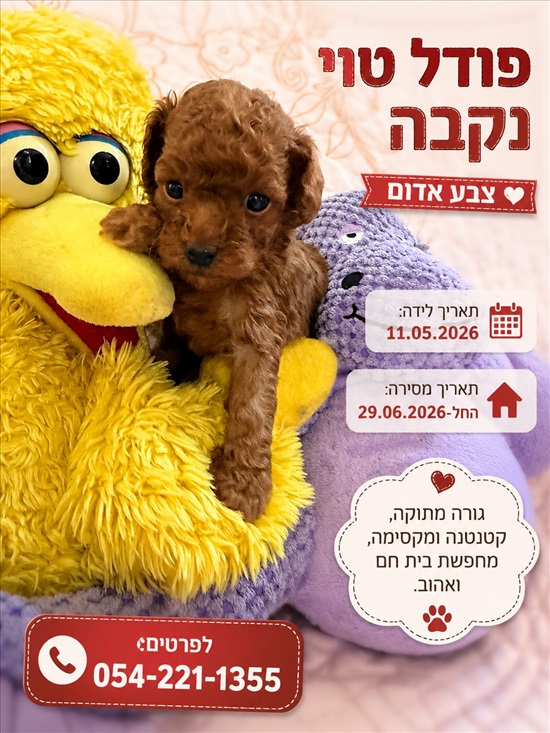 תמונה 1 ,כלבים פודל טוי   פודל ננסי למכירה בכוכב יאיר