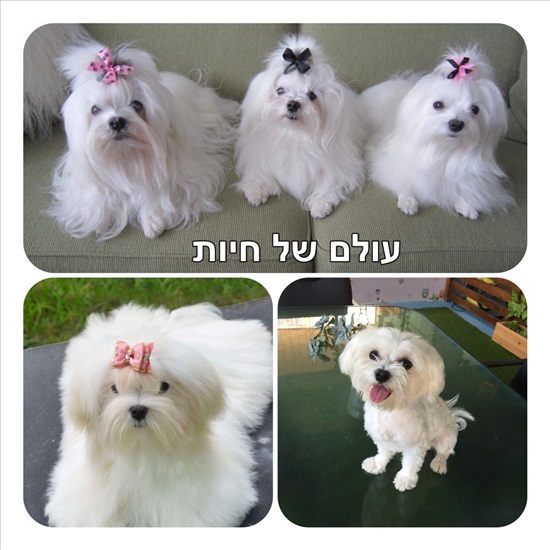 תמונה 5 ,כלבים מלטז   מלטז למכירה בעכו