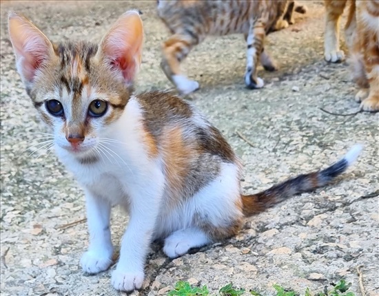 תמונה 7 ,חתולים אחר   גורים למסירה בנשר