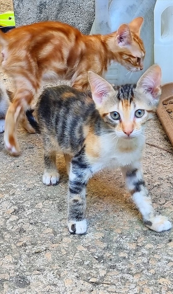 תמונה 8 ,חתולים אחר   גורים למסירה בנשר