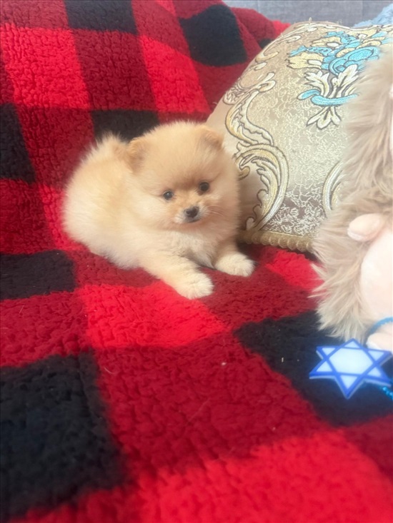 תמונה 10 ,כלבים פומרניאן   גור למכירה באשדוד