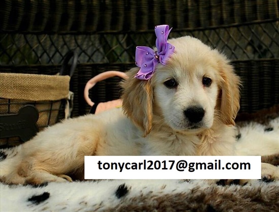 תמונה 2 ,דירת גן 2 חדרים למכירה בtel aviv , tel aviv, golden retriever