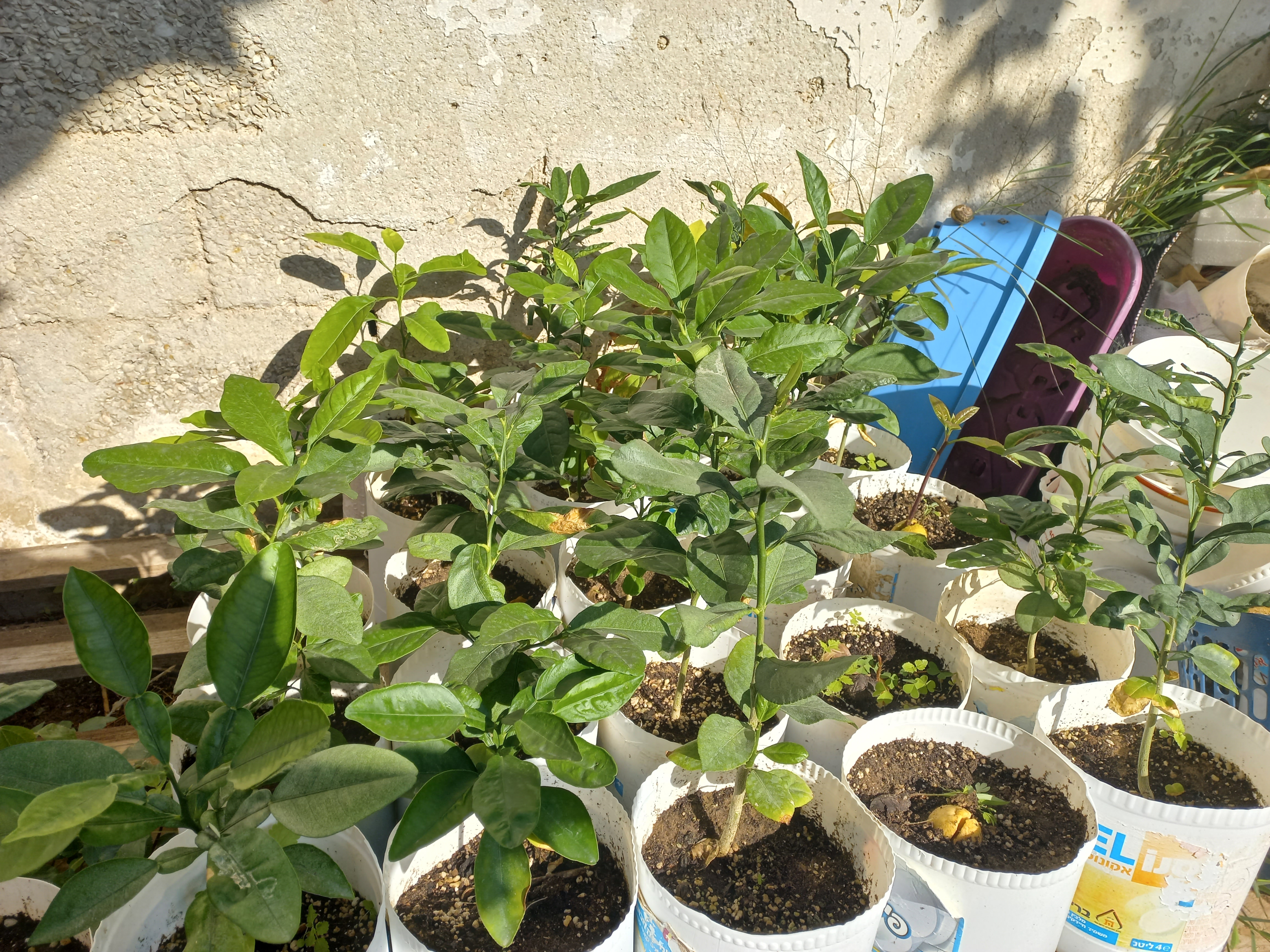 תמונה 1 ,עצי לימון ותפוז למכירה בפתח תקווה לגינה  עצים ועציצים