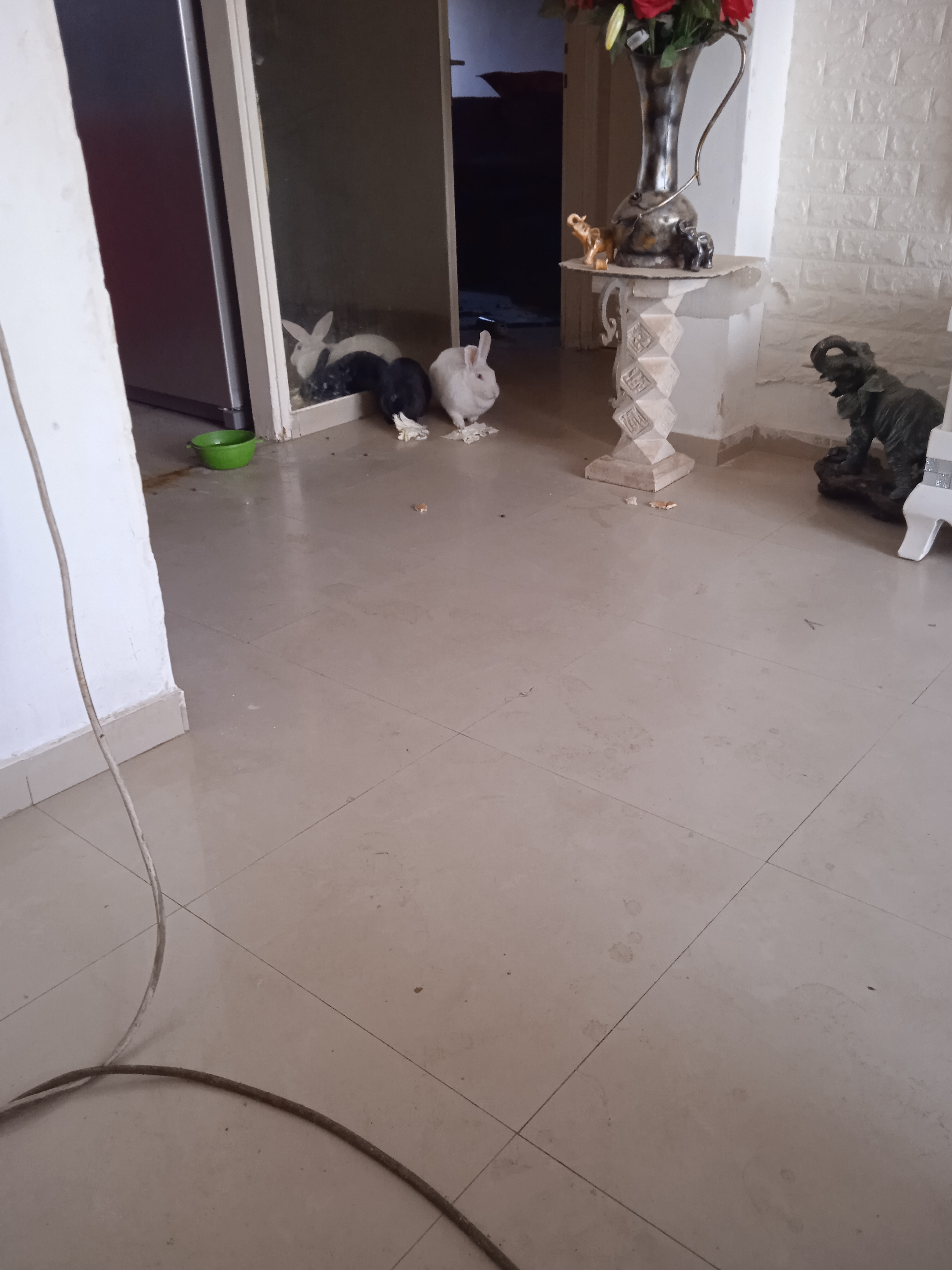 תמונה 1 ,ארנבות למכירה בבאר שבע למסירה  שונות