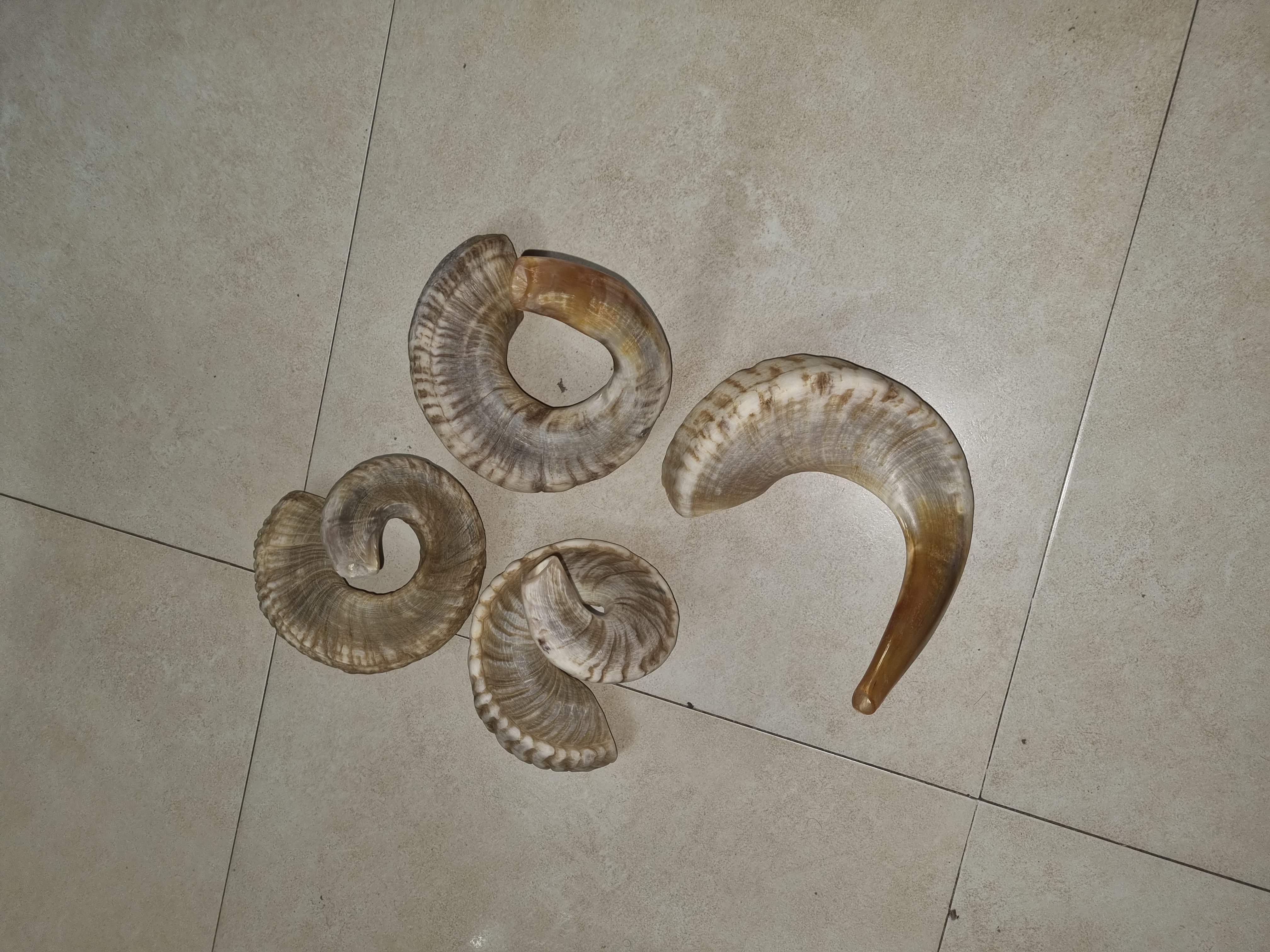 תמונה 1 ,שופרות  למכירה ברמת החייל שונות  שונות