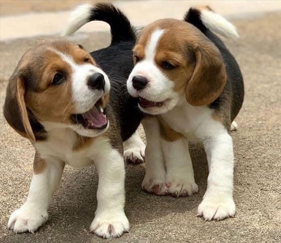 תמונה 2 ,Beagle pup למכירה בtel aviv ריהוט  ריהוט משרדי