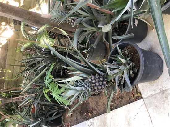 תמונה 1 ,אננס  למכירה בקרית גת  לגינה  עצים ועציצים
