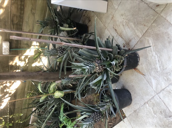 תמונה 2 ,אננס  למכירה בקרית גת  לגינה  עצים ועציצים