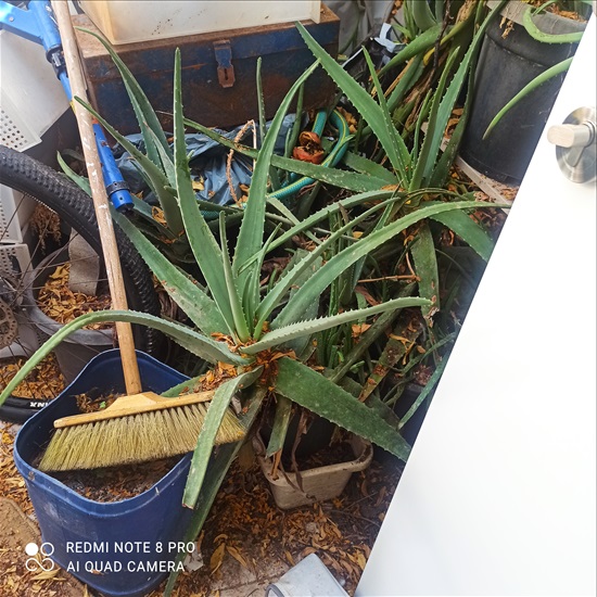 תמונה 1 ,עציץ אלוורה גדול למכירה ביבנה לגינה  עצים ועציצים