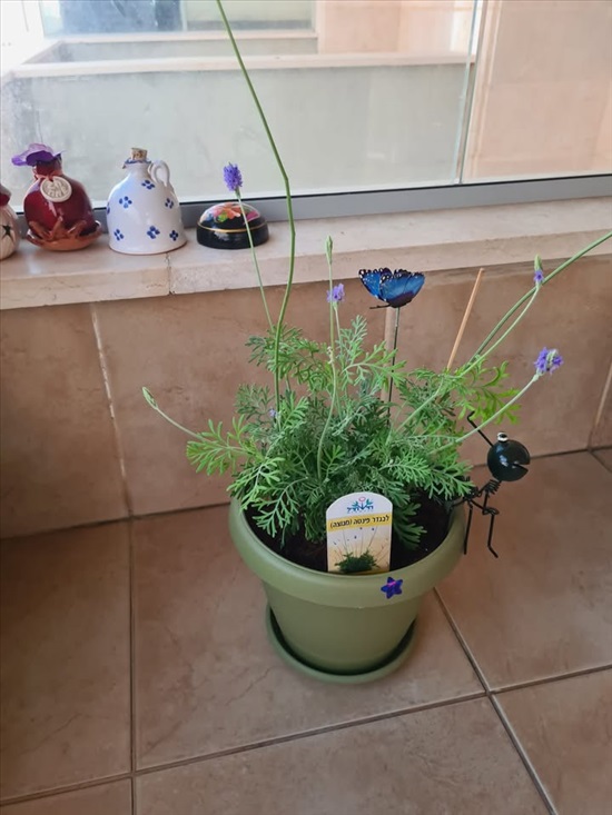 תמונה 1 ,בפ"ת צמחים מטופחים חזקים למכירה בפתח תקווה לגינה  עצים ועציצים